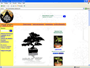 Bonsai Chapin